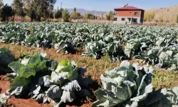 Kahramanmaraş'ta Dev Lahana Hasadı: 10 Bin Ton Rekor Verim