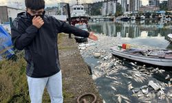 Rize'de Tonlarca Palamut Denize Döküldü: Limanda Kirlilik Alarmı