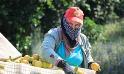 Adana Mandalinasında İhracat Krizi Fiyatları 3 Liraya Düşürdü