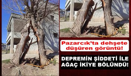 Pazarcık’ta deprem sonrası ağaç ikiye bölündü