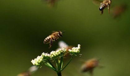 Arılar tehlikede: Toz taşınımı kovanlarına dönemiyorlar!