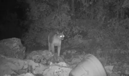 Nesli tükenme tehlikesinde! Gizemli hayvan fotokapanla görüntülendi