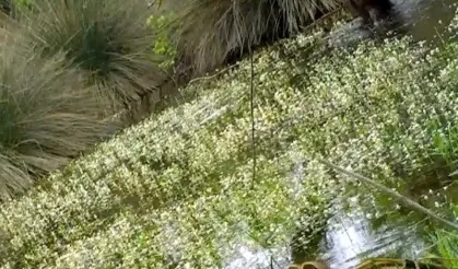 Bursa’da Yiyecek Arayan Yaban Domuzlarının Yavrusunun Üzerindeki Şekil Herkesin Dikkatini Çekti!