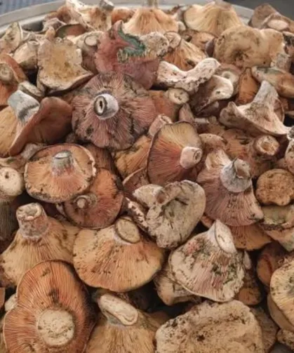 Safranbolu ormanları altınını saçtı: Kilosu 500 TL'ye kadar çıktı!
