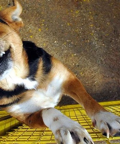 Et yiyen parazit alarmı büyüyor! Buzağı ve keçiden sonra köpekte görüldü