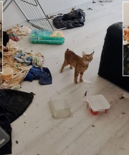 Koku Yüzünden Taşındılar! Bolu'da Hayvan İhmali Skandalı