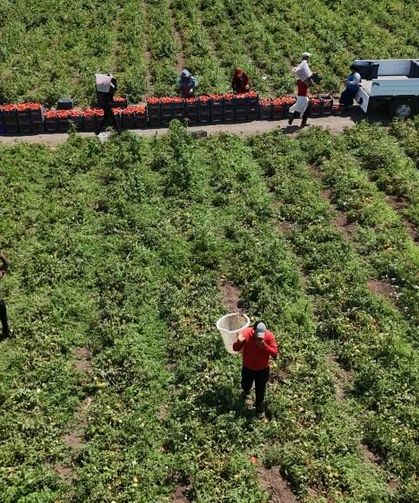 Hatay’da Hasat Başladı: Domates Tarlada 15 TL, İşçi Yevmiyesi 1100 TL