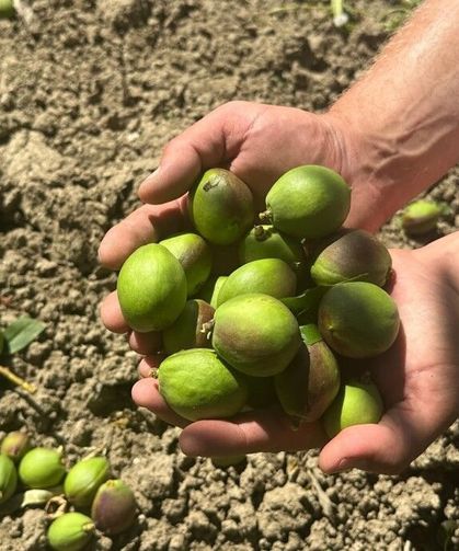 Gözü Gibi Bakıp Yere Atıyorlar! Yere Dökülen Her Meyve Altın Değerinde