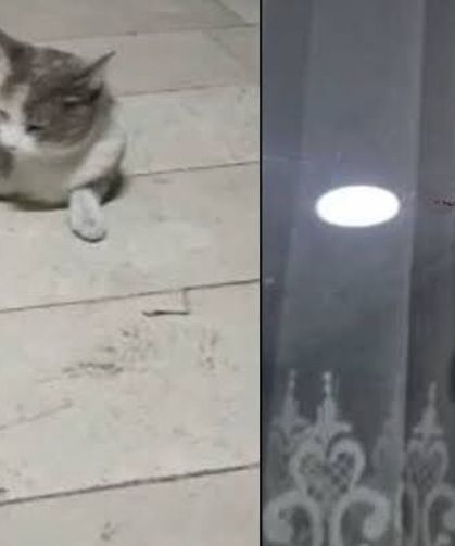 İstanbul'da Dev Çekirge Alarmı: Mahalleleri İstilaya Uğradı!