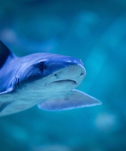 Kocaeli Körfez Aqua'da Dalgıçlar Balıkları Elle Besliyor
