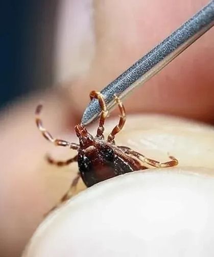 Vaka sayısı yükseliyor: 7 kişi kene ısırması sonucu öldü