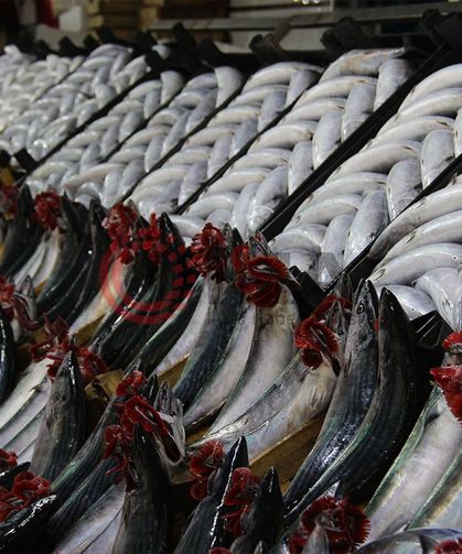 Tezgahlarda Palamut Bereketi Yaşanırken Şaşırtan Karar: Avcılık Neden Durduruluyor?