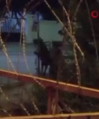 Arnavutköy'de Hayvana Şiddet Uygulayan Şahıs Aranıyor
