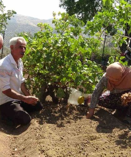 İnternette gördü, tarlasına ekti: Gercüş'te safran üretiminde ilk adımı attı