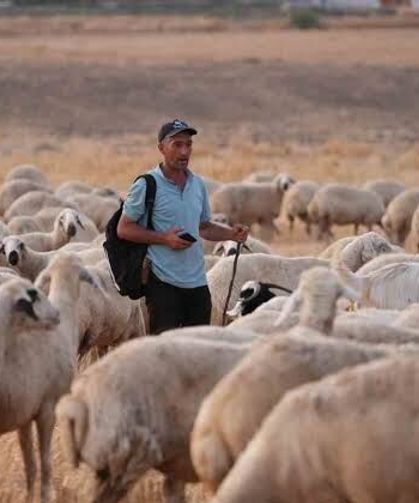 Kırıkkale'de Sahte Bağlama Oyunu: Hayvan Hırsızlığı Çözüldü
