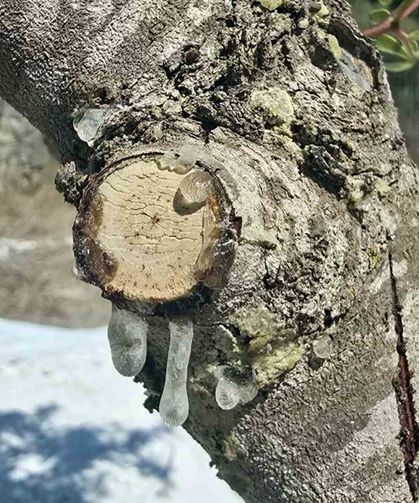 Muğla'da 11 Yıllık Sakız Projesinde İlk Hasat Başladı