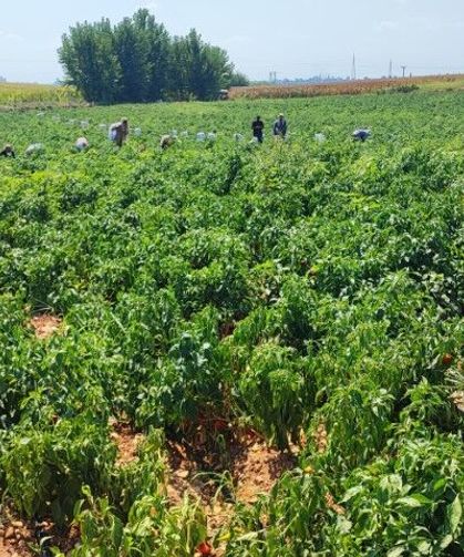 Adana'da tarladan bir ton biber çalındı