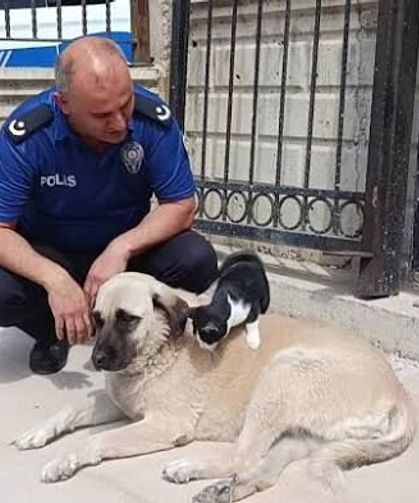 Kedi ve Köpek Arasındaki Ezber Bozan Anne Sevgisi