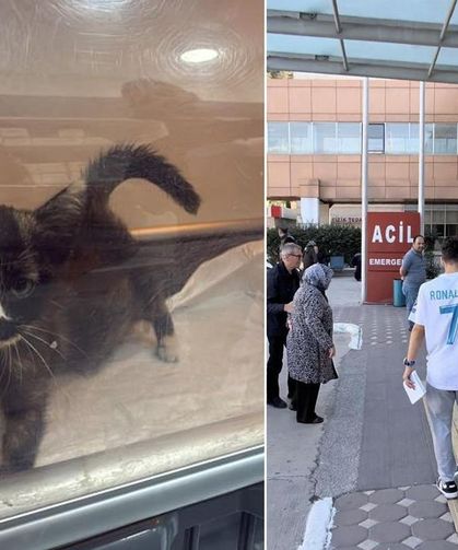 Tokat'taki Norovirüs Salgınında Evcil Hayvan Detayı