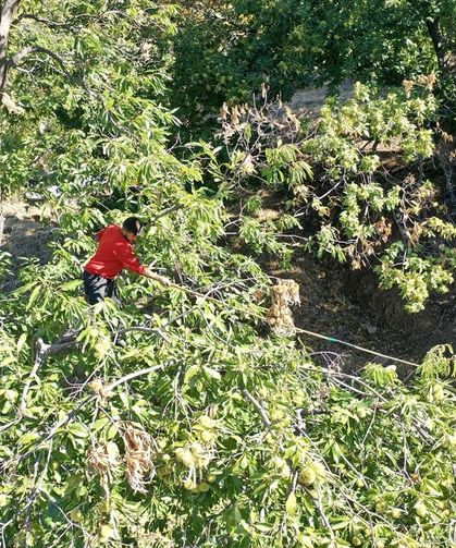 Aydın’da Kestane Hasadı Yüksek Riskle Başladı