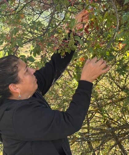 Toroslar'ın Yeşil Altını Menengiç Akseki'de Gelir Kapısı Oldu
