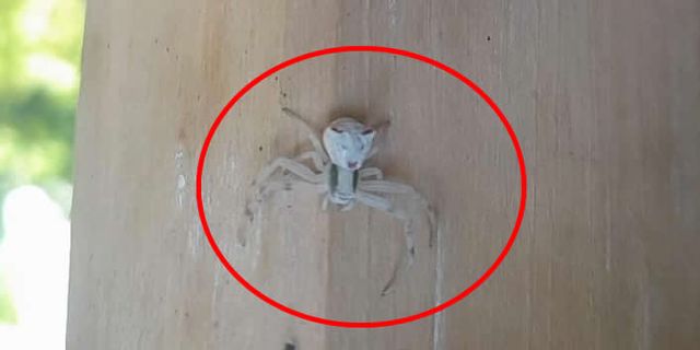 Kahramanmaraş'ta gözleri ve ağzıyla insanı andıran örümcek türü keşfedildi