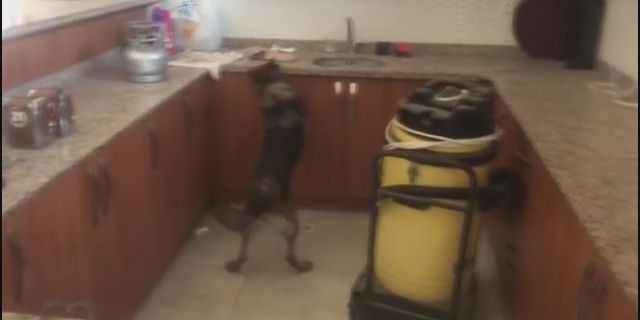 Narkotik köpeği ile uyuşturucu operasyonu!