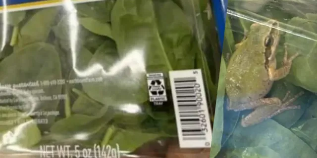 Süpermarket alışverişi kabusa dönüştü: Ispanak paketinde canlı kurbağa