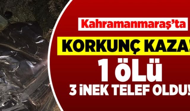 Kahramanmaraş'ta korkunç kaza! 1 ölü! 3 inek telef oldu!