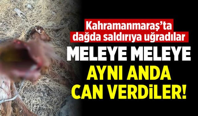 Kahramanmaraş'ta kurtların saldırısı sonucu 16 keçi öldü