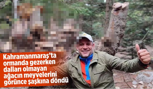 Kahramanmaraş'ta şaşırtan keşif: Dalları olmayan ağaçtan dev meyveler