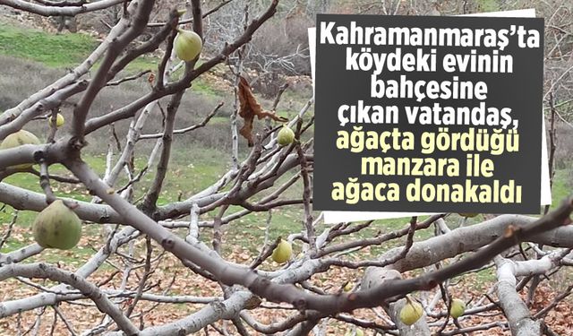 Kahramanmaraş'ta Vatandaş, Bahçesindeki Ağaçta Gördüğü Manzara Karşısında Şaşkına Döndü!