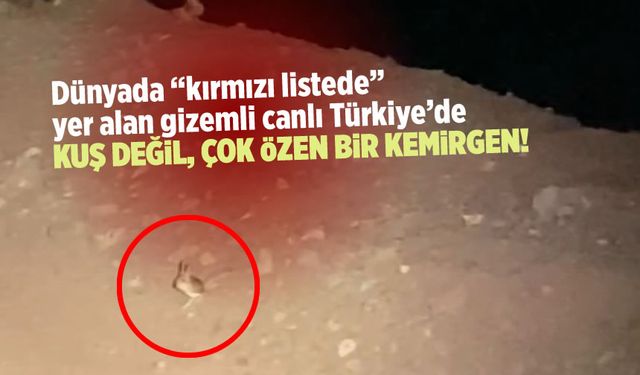 Kırmızı listedeki sıra dışı hayvan Türkiye'de görüldü