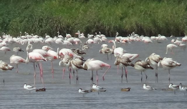 Van Gölü havzası flamingoların yeni evi oldu: süreleri uzadı