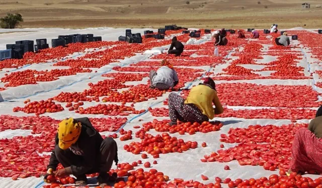Türkiye'ye Virüslü Tohum Saldırısı! Gıda Güvenliği Alarmda