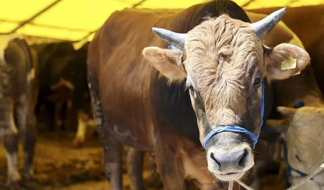 Kurban kesmek dini açıdan zorunlu mudur? Kimlere şart?