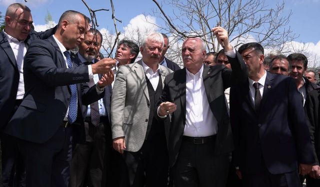 Kahramanmaraş’ta zirai donun ağır bilançosu: ceviz ve fıstık bahçeleri zarar gördü