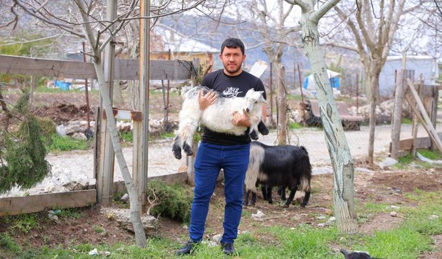 Kahramanmaraş'ta ceviz üreticileri zor durumda: alternatif tarıma yöneliyorlar