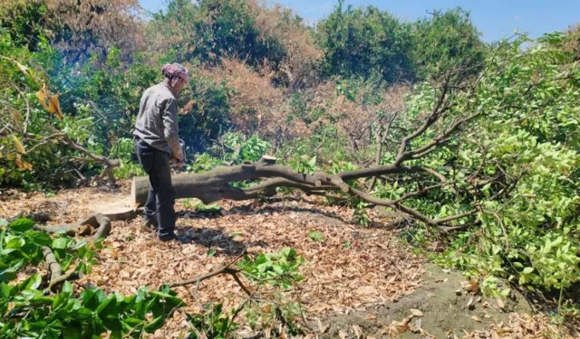Narenciye Üreticisi Kara Günler Yaşıyor: Don Vurdu, Ağaçlar Kesiliyor