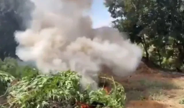 İHA’lar havalandı zehir tarlaları ortaya çıktı! 70 ton esrar elde edilecekti