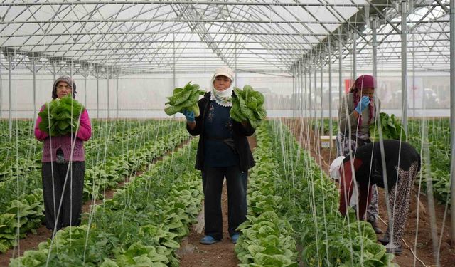 O ilimizin marul seralarında hasat başladı