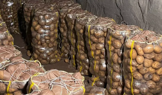 Patates Alarmı! Sofranıza Gelmeden Yakalandı: 2 Bin Ton Virüslü!