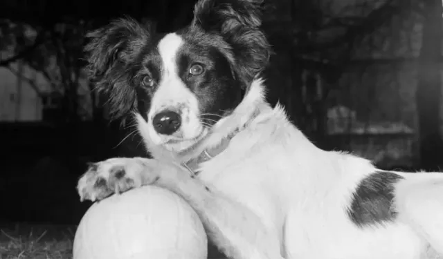1966’nın kahraman köpeği Pickles'ın hikâyesi ve trajik sonu