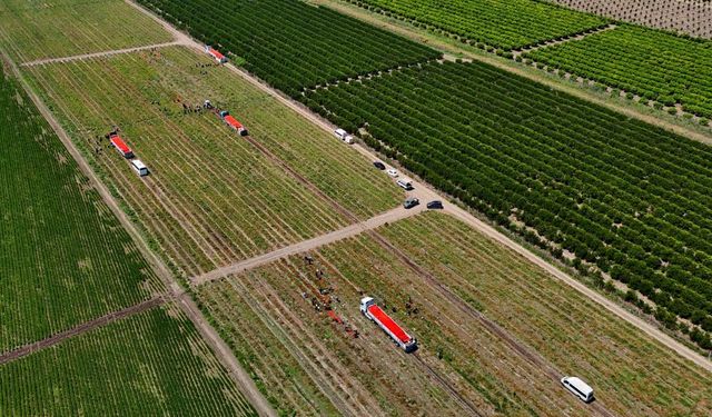 Adana’da Domates Fiyatları Dipte: Üretici Zarar Ediyor!