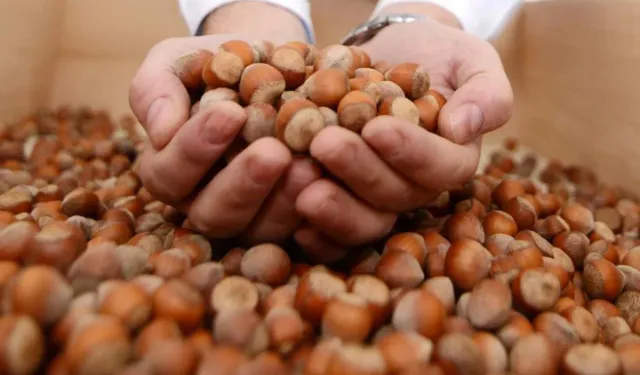 2026 Fındık Fiyatı Ne Kadar Olacak? TMO Taban Fiyat Beklentileri ve Son Durum