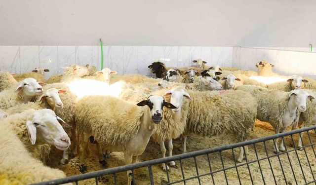 Onikişubat Belediyesi’nden kurbanlık satış ve kesim yerleri açıklaması