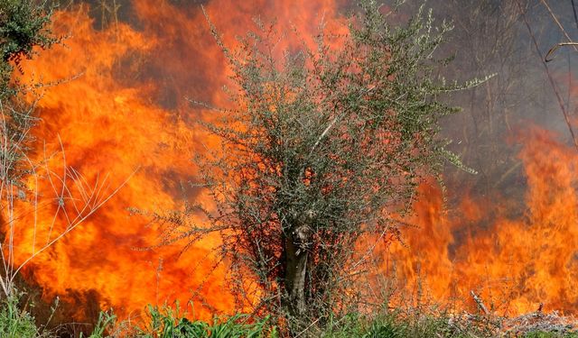 Osmaniye'de Orman Yangını Müdahalesi Faciaya Dönüştü: Bir İşçi Şehit Oldu