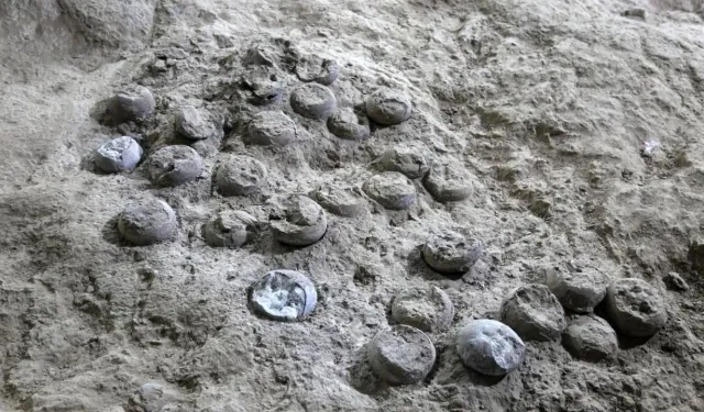 Zaman kapsülü açıldı: 85 milyon yıllık dinozor yumurtaları ortaya çıktı