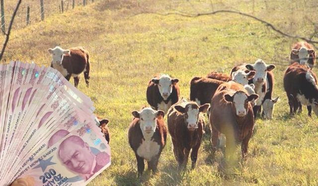 Kahramanmaraş'ta Besicilere Müjde: Destek Başvuru Tarihleri