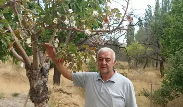 Sivas'ta ters yüz olan doğa: İnanılmaz görüntü kamerada!
